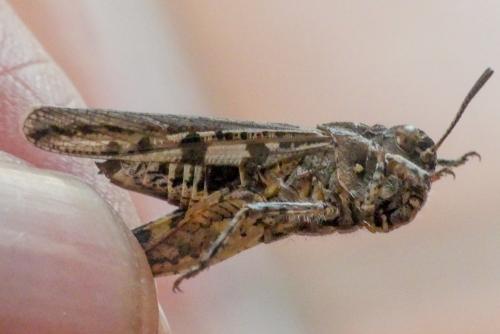 Réf. 290 293 : Acrotylus sp.